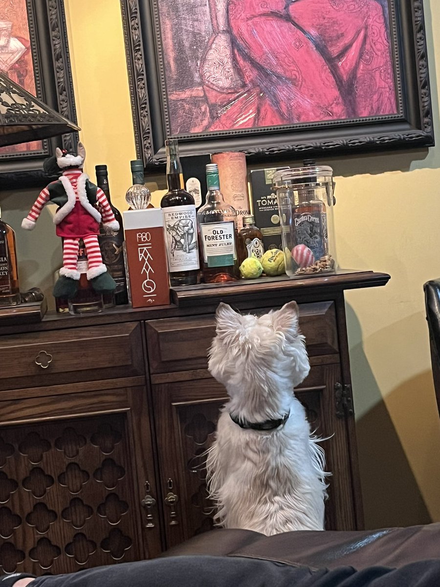 rozcar28's tweet image. Not sure if Wooster wants his fetchy balls, the booze or the treats in the canister! #Dogs #Scottishterrier #HardChoices