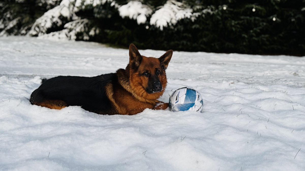 seonaidh mackenzie tweet media