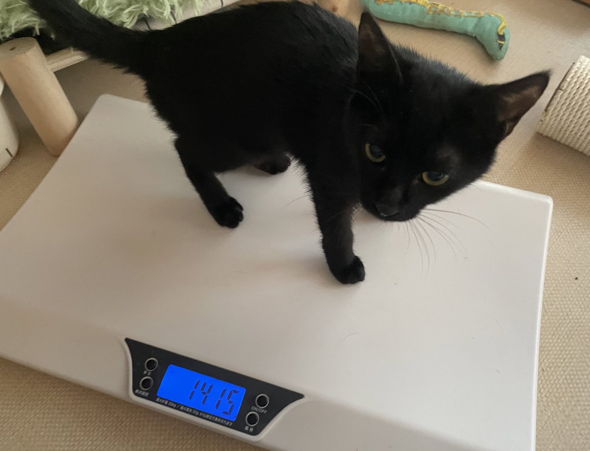 iyoda0620's tweet photo. おおぉ〜
あべちゃん体重増えた〜
1500gが見えてきた〜
2000gも夢じゃない⁉️
頑張れあべちゃん！

#新大阪猫の幼稚園　#FIP闘病中　#GS錠剤　#VOBA #保護猫 https://t.co/AlTbS66aRi