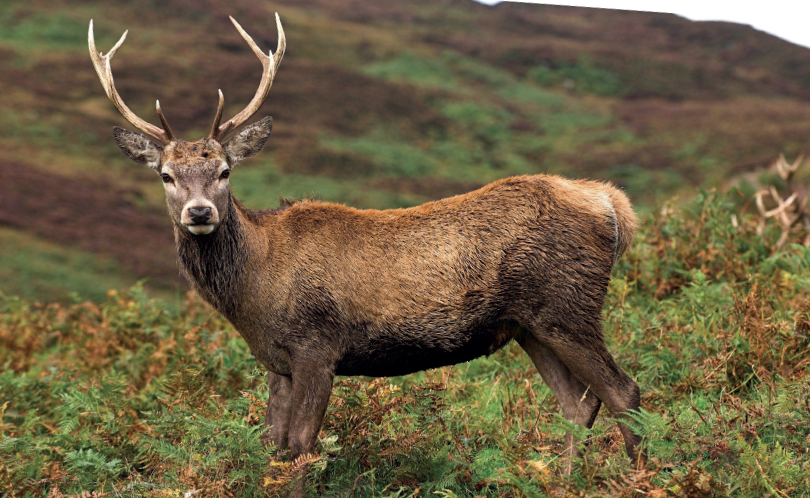 shootinguk's tweet photo. Game dealer lands £1.5m tender to supply venison https://t.co/GkByanAeiH https://t.co/rFAueBsjcb