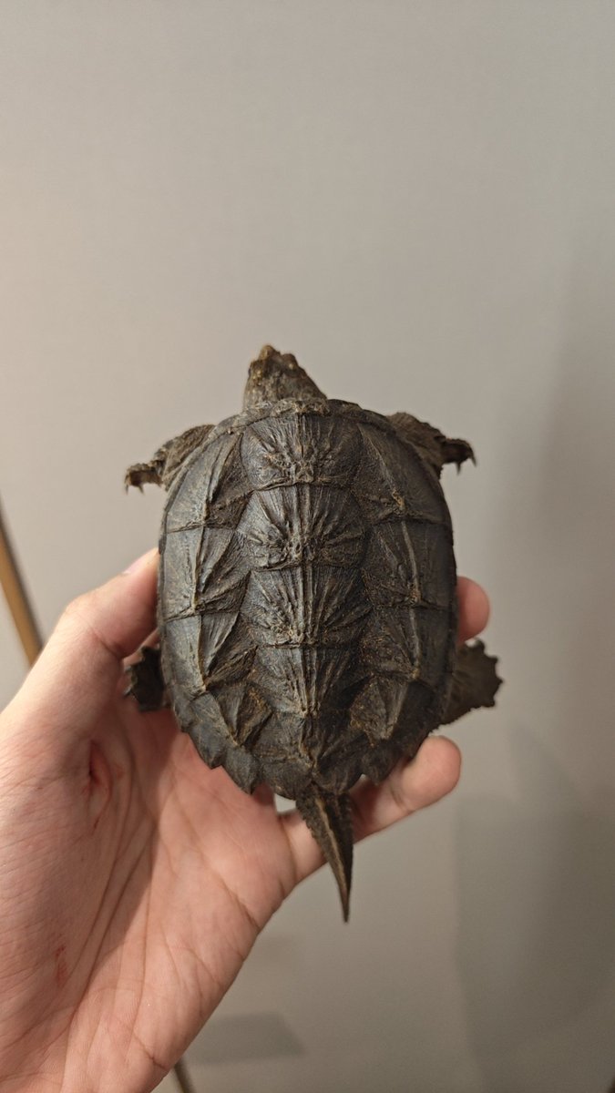 新年收到了一只特别有意思的Chelydra，各方面都很均衡，粗壮的四肢，圆润好看且厚实的甲型，并且头版保存的还可以。不过第五椎盾似乎稍微有些歪，瑕不掩瑜。