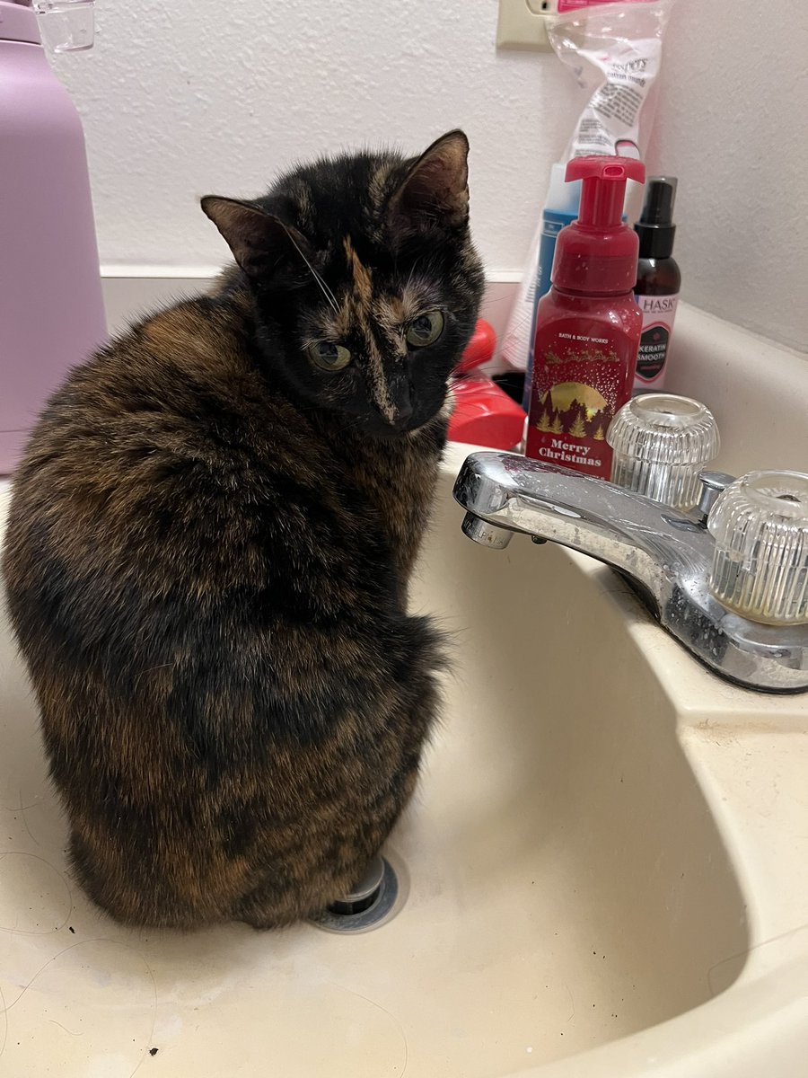 rexsplode4ever's tweet image. callie loves hanging out in tbe sink