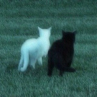 PunchingCat's tweet photo. 🤍🖤 https://t.co/SETR4cdgWy