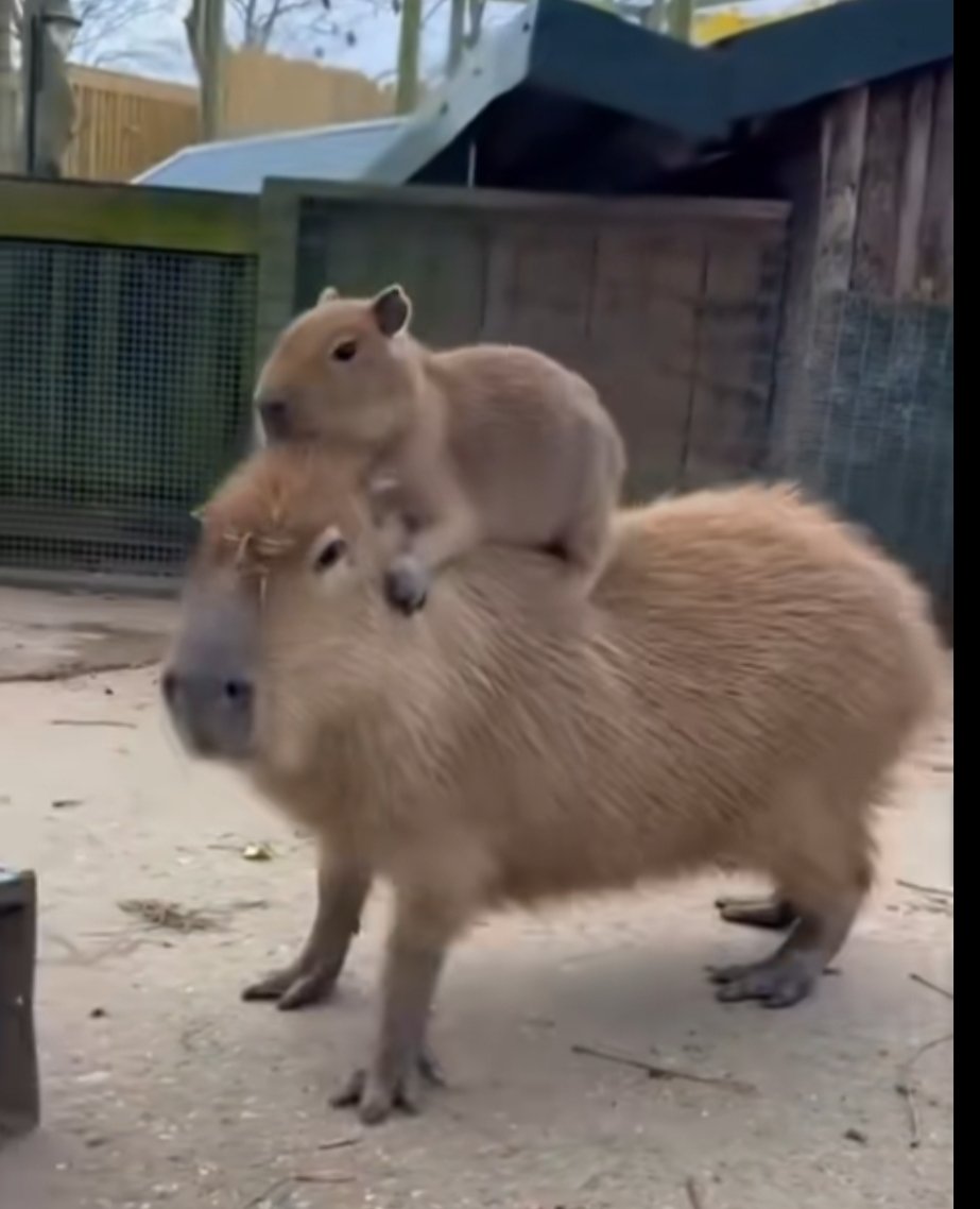 bingtango_O's tweet photo. 水豚可爱捏，双层烤面包，1:4，水豚兔🐰（普通）骑着水豚马🐴（严肃） https://t.co/yUNqMRZFs0