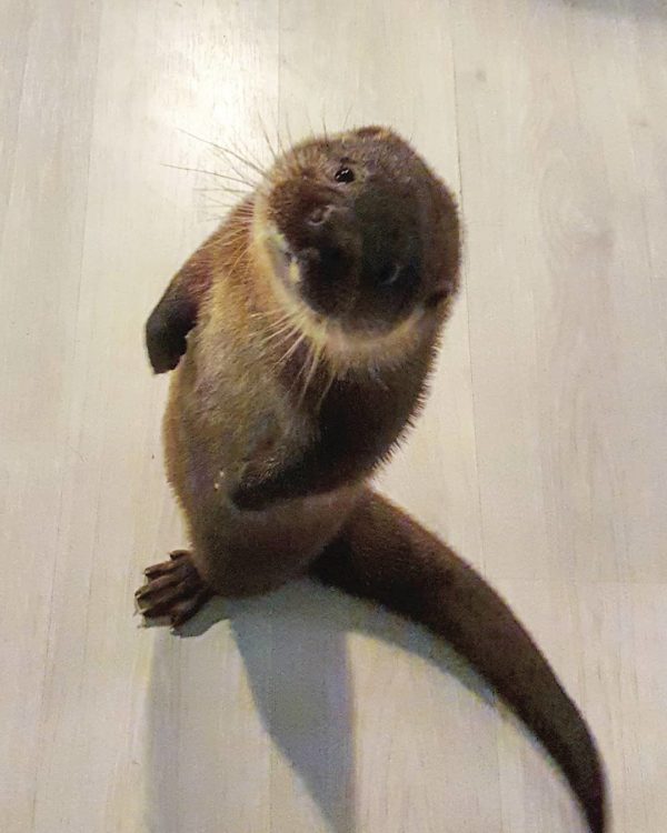 In_Otter_News2's tweet image. Steve has not been allowed to go to the pub tonight. He's not happy.