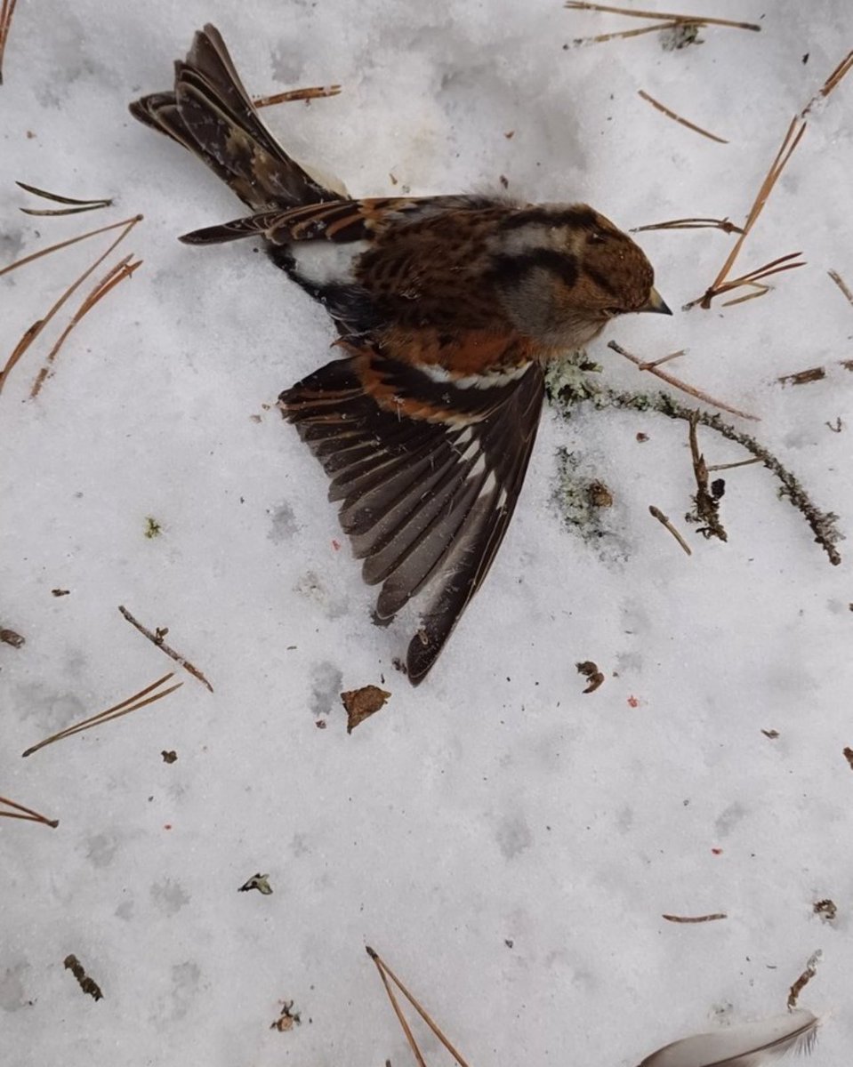 alpertuydes's tweet image. Nasıl geçti havai fişekli yılbaşı!
İnsanların tek eğlencesi bu kaldı, buna da duyar kasmazsınız diyenler umarım görür bunu. 

Bulgaristan’da faaliyet gösteren @greenbalkans ekibi yılbaşı sonrası çevreden 591 ölü dağ ispinozu toplamış. 15 de yaralı. Ve bu sadece küçük bir alanda…