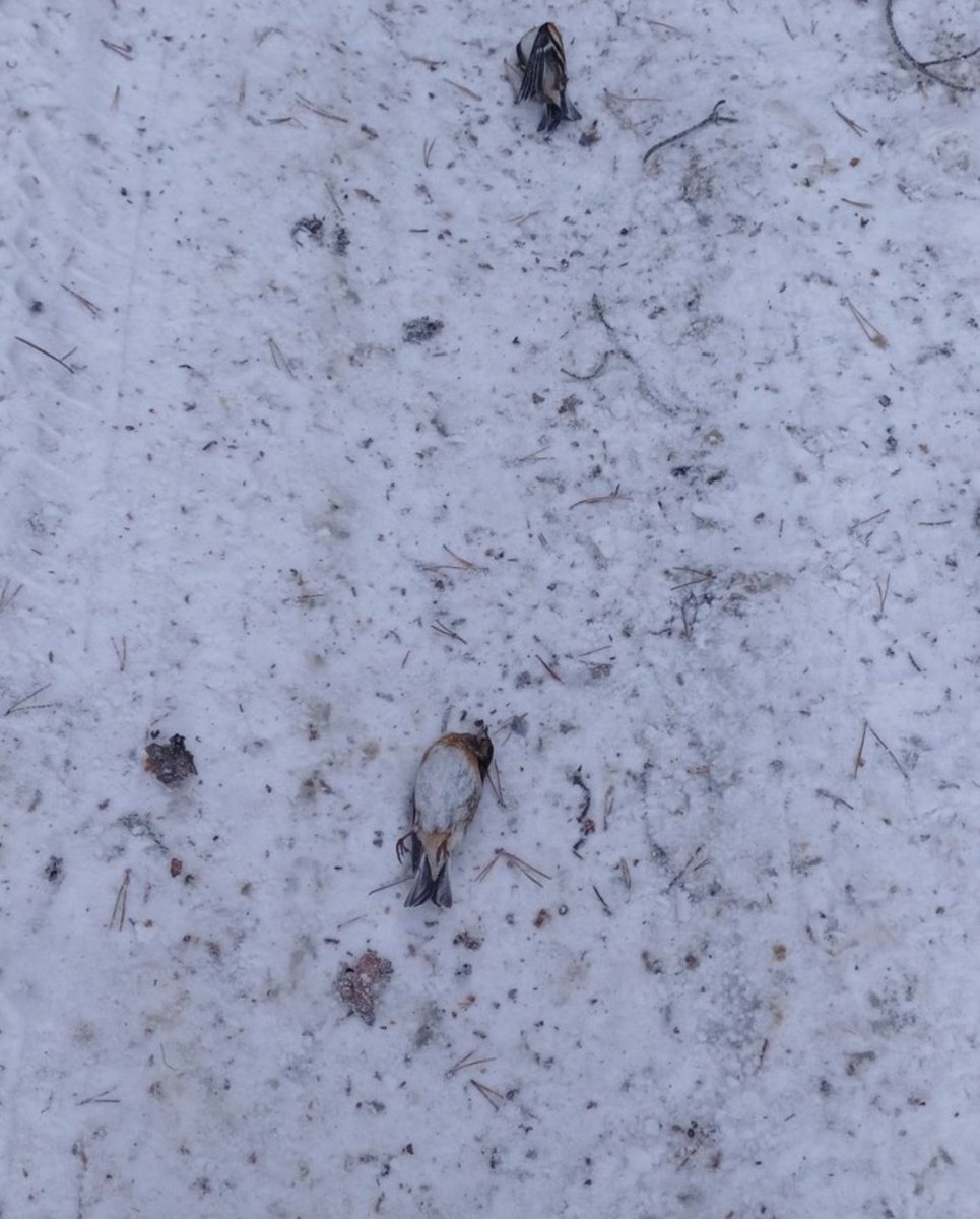 alpertuydes's tweet image. Nasıl geçti havai fişekli yılbaşı!
İnsanların tek eğlencesi bu kaldı, buna da duyar kasmazsınız diyenler umarım görür bunu. 

Bulgaristan’da faaliyet gösteren @greenbalkans ekibi yılbaşı sonrası çevreden 591 ölü dağ ispinozu toplamış. 15 de yaralı. Ve bu sadece küçük bir alanda…