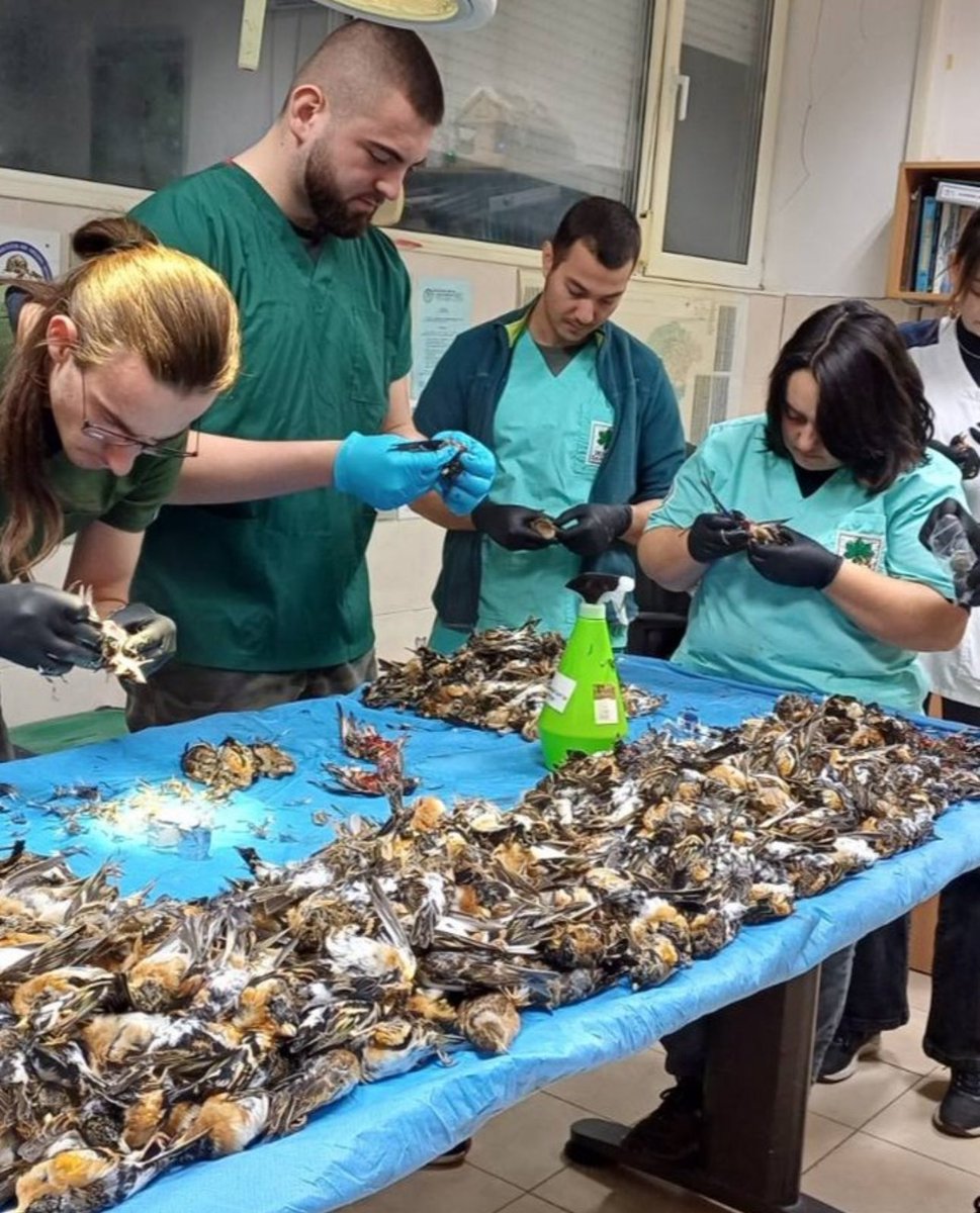 alpertuydes's tweet image. Nasıl geçti havai fişekli yılbaşı!
İnsanların tek eğlencesi bu kaldı, buna da duyar kasmazsınız diyenler umarım görür bunu. 

Bulgaristan’da faaliyet gösteren @greenbalkans ekibi yılbaşı sonrası çevreden 591 ölü dağ ispinozu toplamış. 15 de yaralı. Ve bu sadece küçük bir alanda…