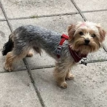 millypod1's tweet photo. 🆘26 DEC 2024 #Lost MESSI #ScanMe
Grey / Tan Yorkshire Terrier Male
LOCAL HELP NEEDED. OWNER IN HOSPITAL.
#Soothill #Batley #WF17 in #Kirklees district,
West Yorkshire nr #Dewsbury
https://t.co/R4TjEjInQ5 https://t.co/OrBAmJNnL1