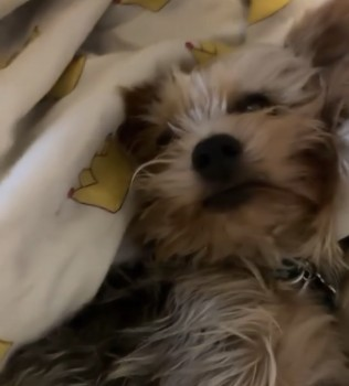 millypod1's tweet photo. 🆘26 DEC 2024 #Lost MESSI #ScanMe
Grey / Tan Yorkshire Terrier Male
LOCAL HELP NEEDED. OWNER IN HOSPITAL.
#Soothill #Batley #WF17 in #Kirklees district,
West Yorkshire nr #Dewsbury
https://t.co/R4TjEjInQ5 https://t.co/OrBAmJNnL1