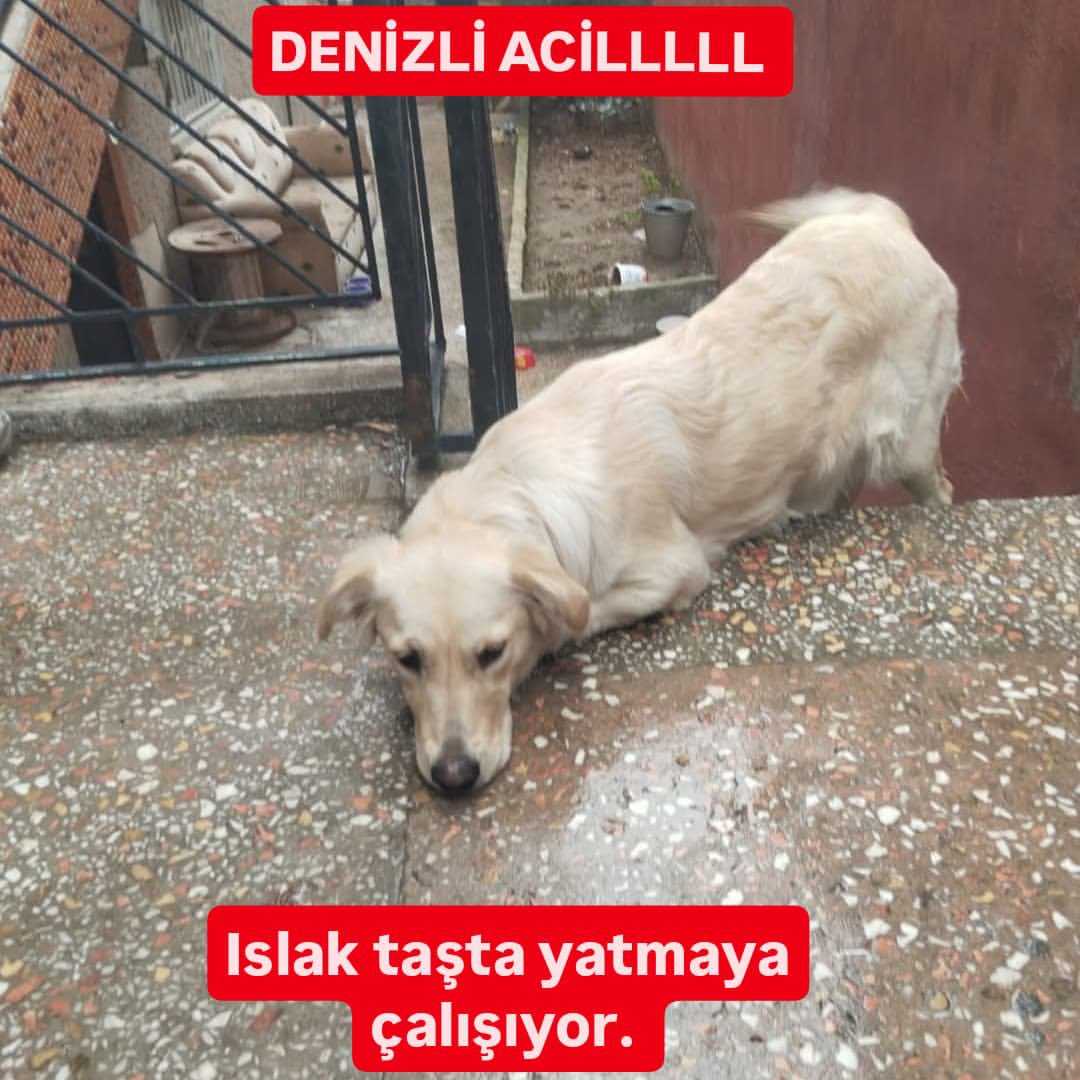 Sahibi istemiyor, telle dışarda merdivene bağlamış ıslak betonda yatıyor. Çok uysal ve çok korkuyor. Sahibi yuva çıkarsa verecek Denizli

İnstagram @kedikopeksevgisii

#SokakHayvanlarıSahipsizDeğil