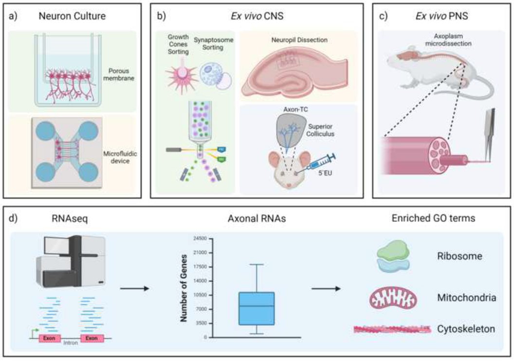 Flavio Zolessi (@fzolessi) on Twitter photo New addition: The Trail of axonal protein Synthesis: Origins and current functional Landscapes. <a href="/joagarat1/">Joaquin Garat</a>, <a href="/AndresDiPaolo/">Andres Di Paolo</a>, G Eastman, PE Castillo, <a href="/JsSotelojos/">José Sotelo-Silveira</a>
<a href="/IIBCE/">Instituto Clemente Estable</a>
doi.org/10.1016/j.neur… New addition: The Trail of axonal protein Synthesis: Origins and current functional Landscapes. <a href="/joagarat1/">Joaquin Garat</a>, <a href="/AndresDiPaolo/">Andres Di Paolo</a>, G Eastman, PE Castillo, <a href="/JsSotelojos/">José Sotelo-Silveira</a>
<a href="/IIBCE/">Instituto Clemente Estable</a>
doi.org/10.1016/j.neur…