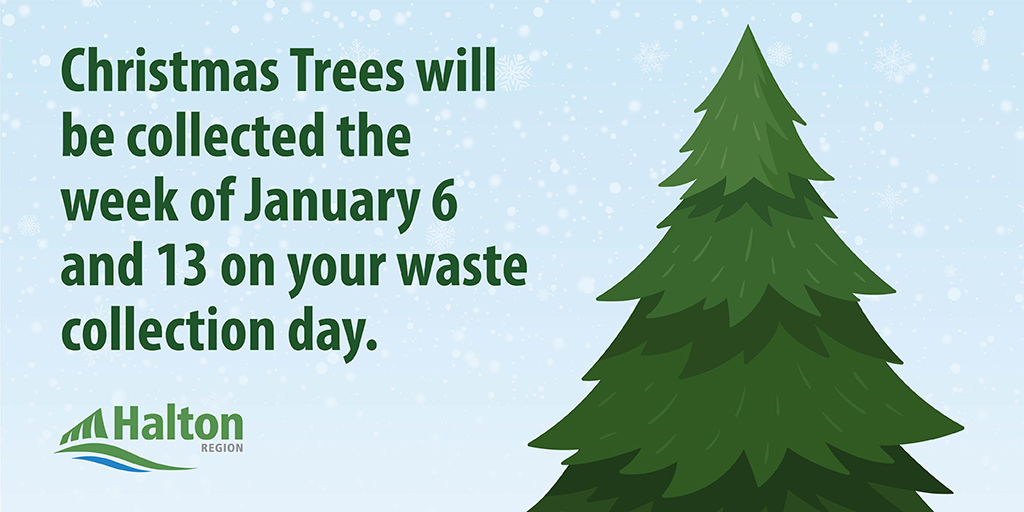 🎄 🗓️ #WasteReminder: Christmas Trees will be picked up on your collection day the week of Jan 6 &amp; 13. Remove tinsel, lights, decorations, tree stands, plastic bags &amp; ensure trees aren’t frozen in snowbanks. Check your schedule &amp; get reminders at halton.ca/waste #HaltonON