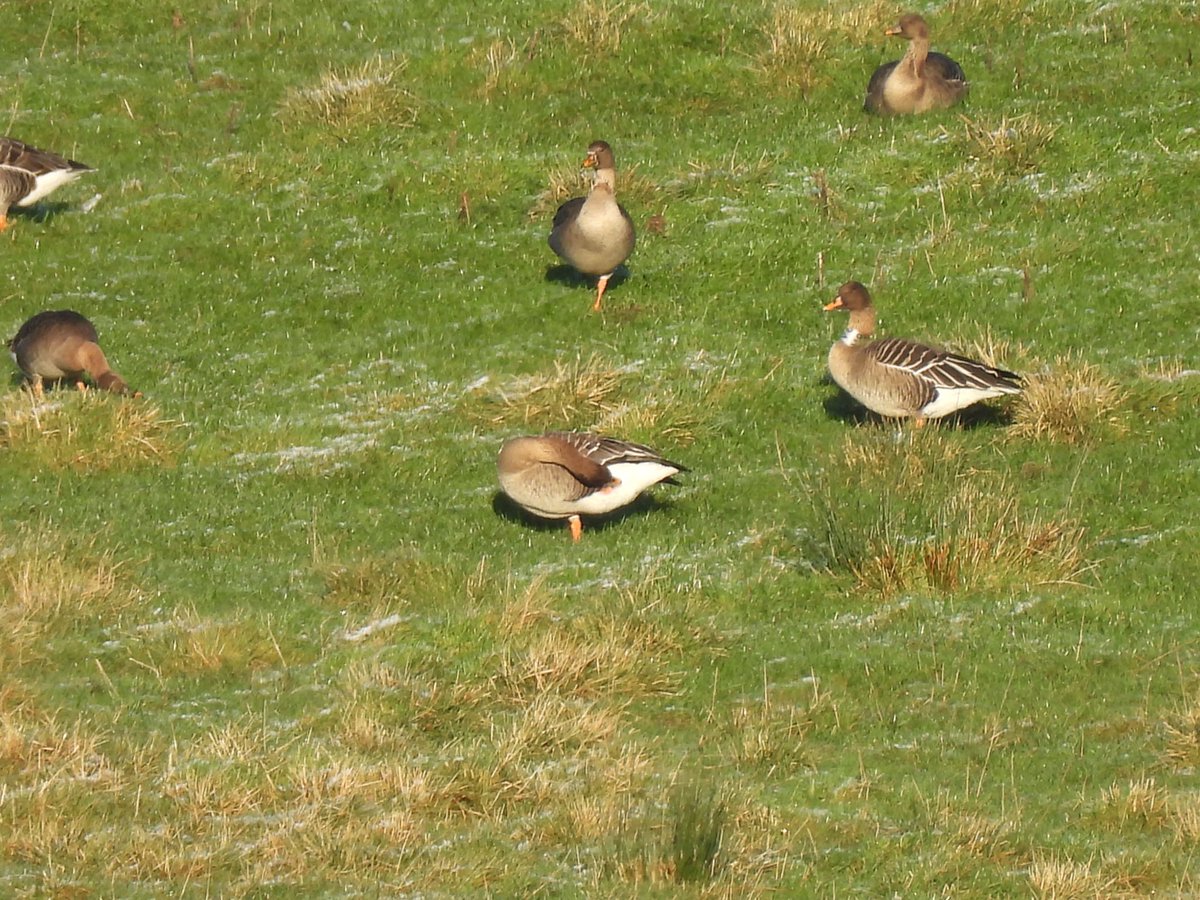 SteveQuinn6's tweet photo. A collared Taiga bean goose at Slamannan earlier today, around 140 of them today. https://t.co/Wkr6m5wEFJ