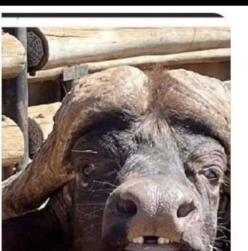 Tchekela's tweet image. Gap teeth siikhala pa mbali ichi mchigwelu😏😂😂