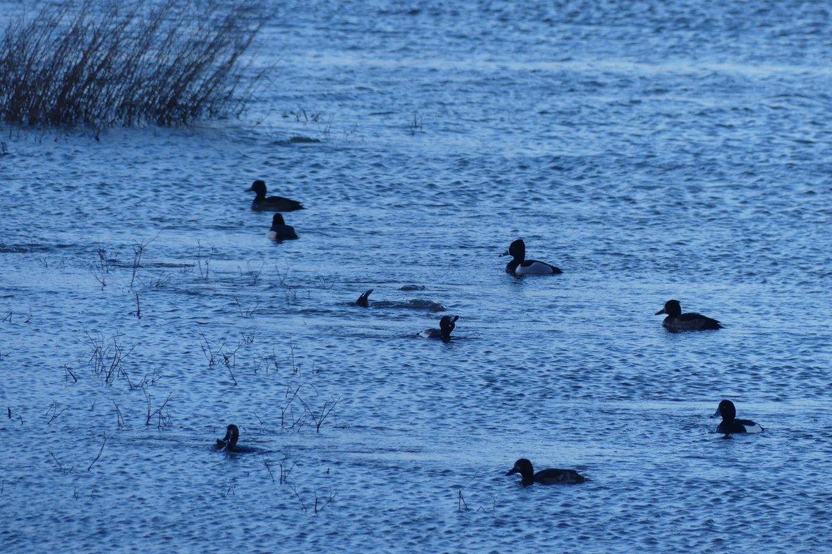 One adult and one first winter Ring-necked Ducks at CHWM from earlier this week. Good patch tick for there. One I'd predicted was coming! #GlosBirds