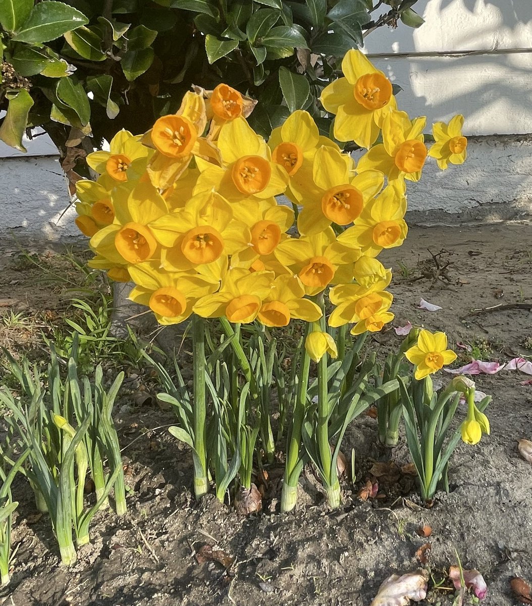 The Koya Lab tweet media