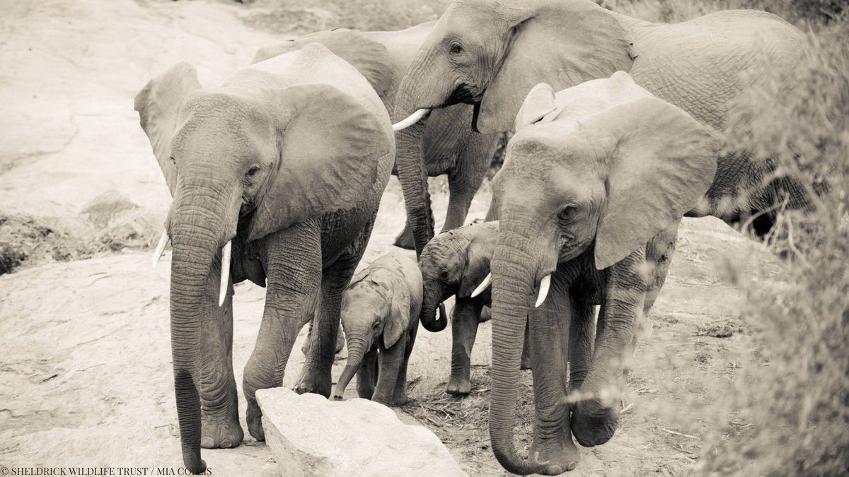 Sheldrick Wildlife Trust tweet media