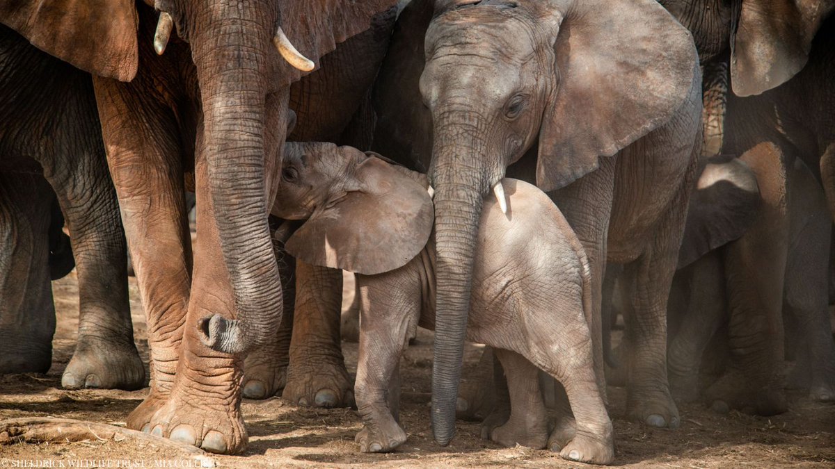 Sheldrick Wildlife Trust tweet media