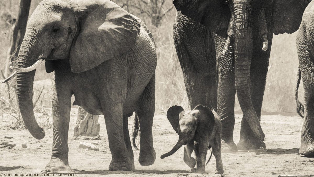 Sheldrick Wildlife Trust tweet media