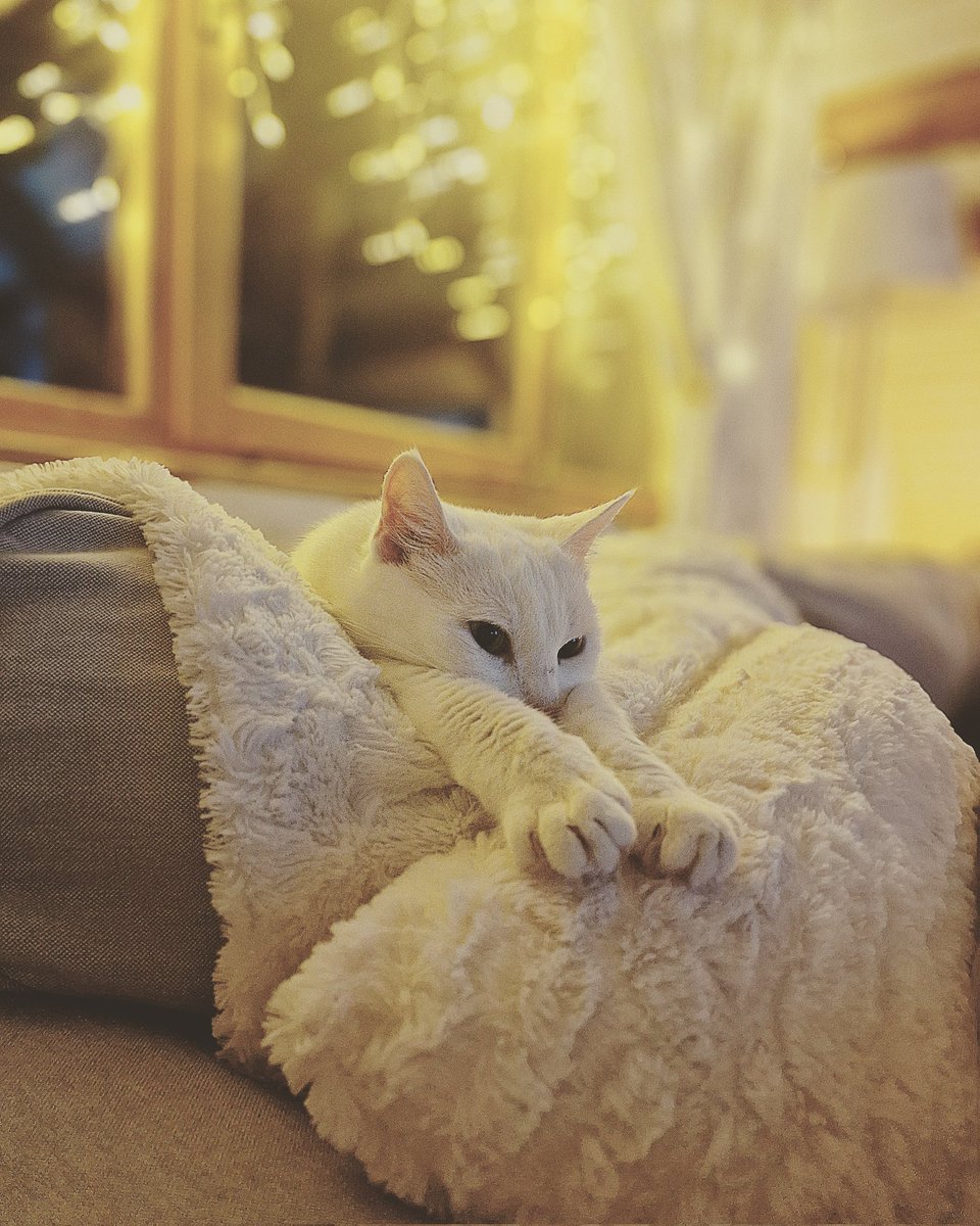 No stress, no worries 
#catlife