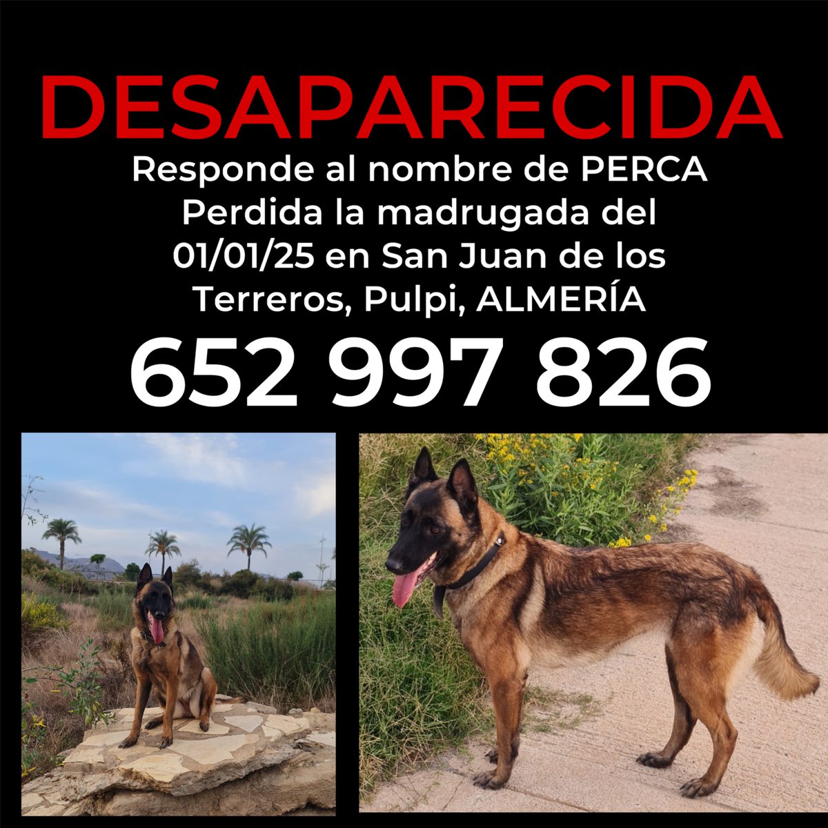 AdoptaK's tweet photo. MÁXIMA DIFUSIÓN POR FAVOR 🙏😰 https://t.co/pe8qNrgKIy