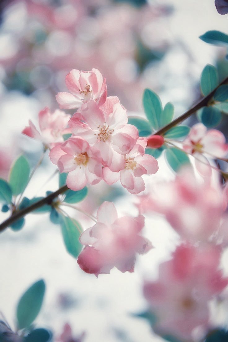 offreigns's tweet photo. ㅤ

It was when he was child.

He always pull his mom to see a pretty plants which belongs to their rich neighbor. 

Moran were asked if he wants the petal, but he refused. He just liked the smell of its wood.

ㅤ https://t.co/QJmGYVX2fr