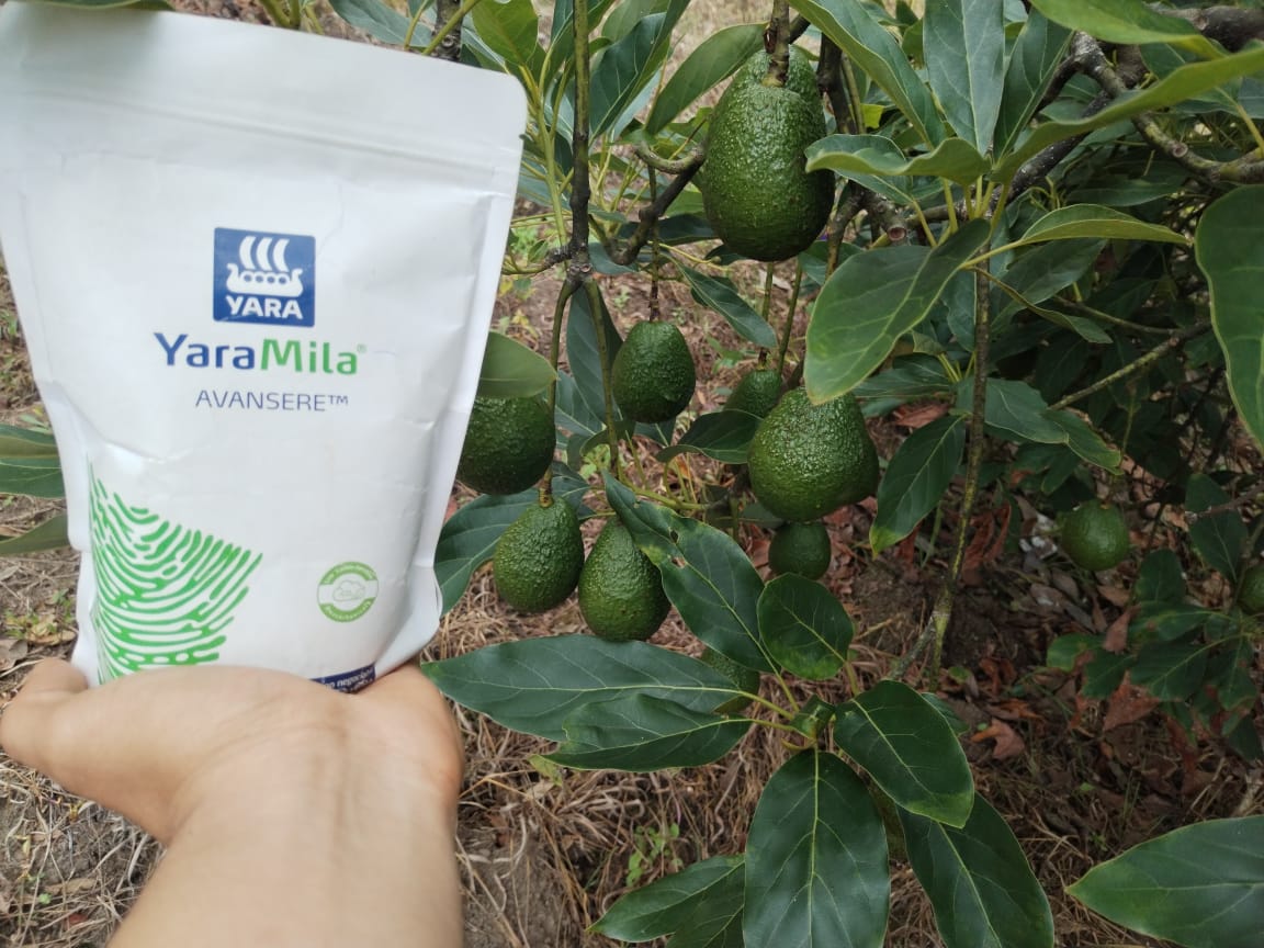 ¡Feliz año nuevo! El 2025 lo iniciamos compartiendo estas fotos de un cultivo de aguacate que nos llegan desde el Copante, San Rafael las Flores, Guatemala, donde aplicaron YaraMila AVANSERE para mejorar  sus resultados en calidad y cantidad de producción. 🥑💚