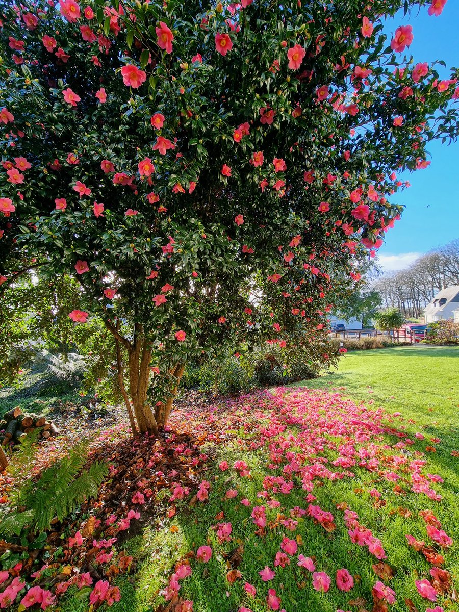 Sunshine and Camellias to greet 2025 at Roseland Parc. #RoselandParc #gardens #Cornwall #Camellias