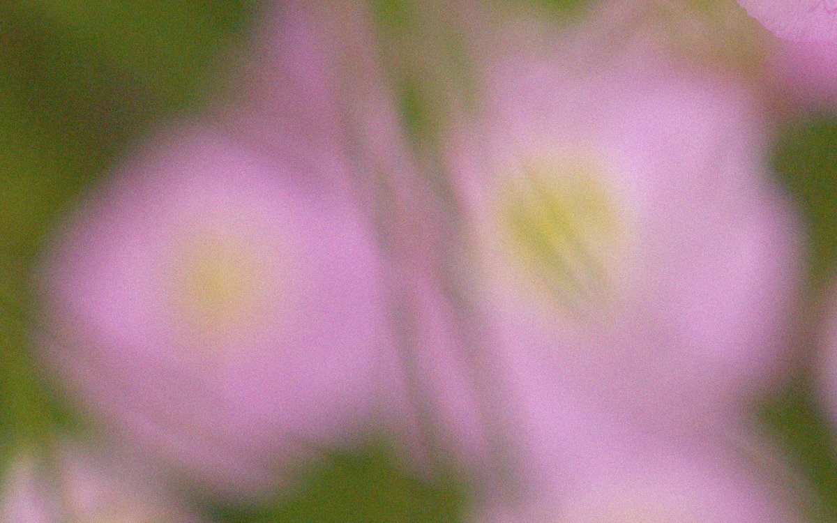 A new year brings something new...

🌸 

1/17/25