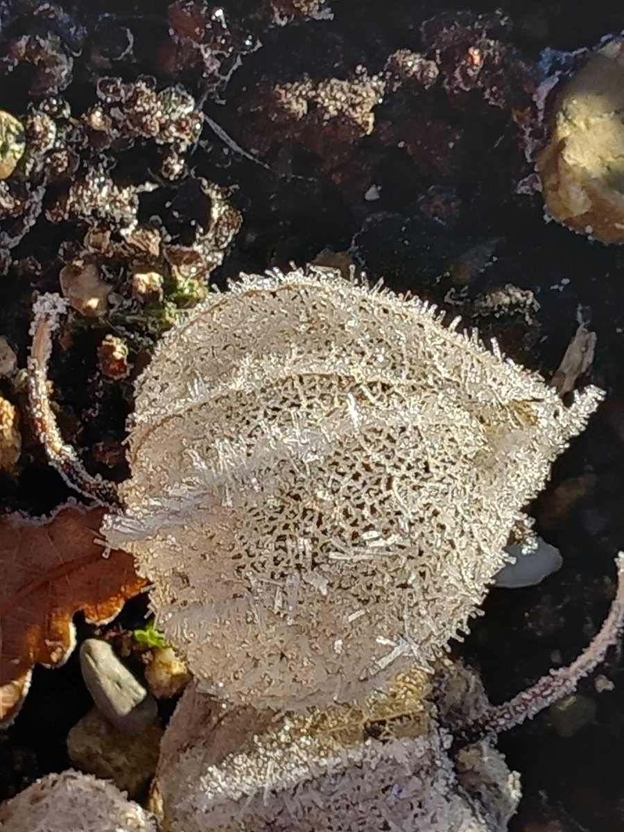 A frosty start to the New Year. Spotted on the ground in the walled garden, Worden  Park, Leyland