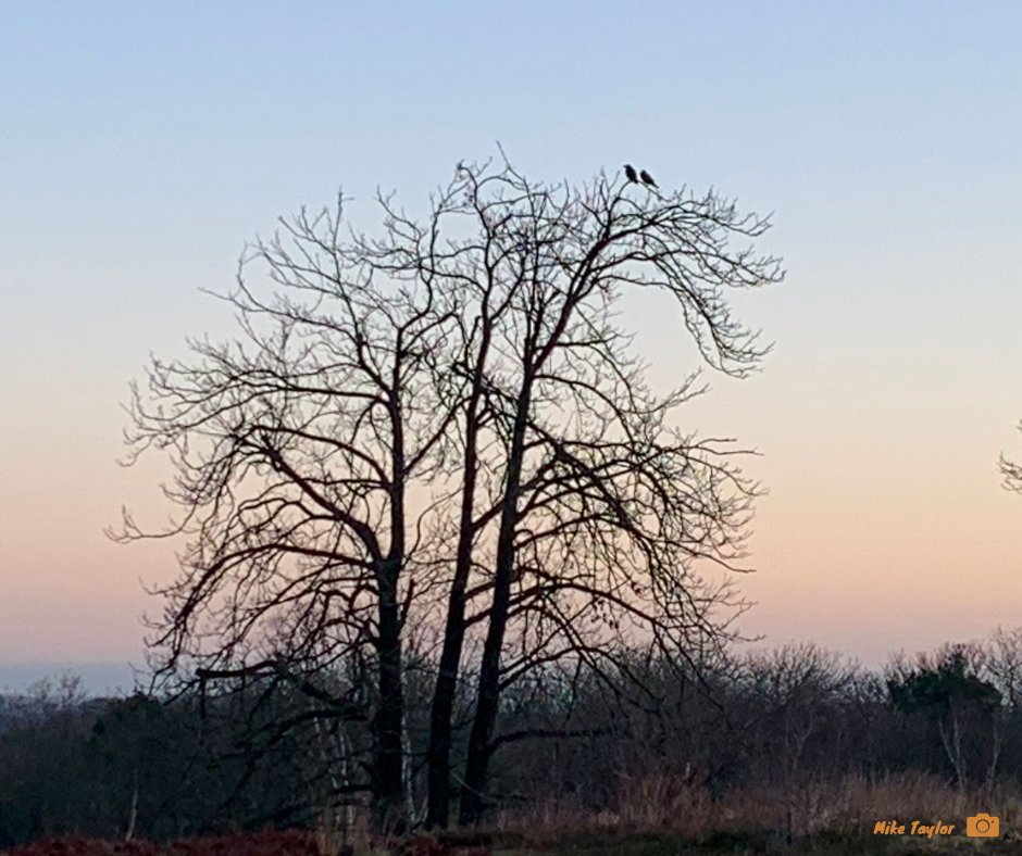 It's been a return to work today for some of Team TBHP 😀

Warden Mike was pleased to spot the Raven pair in one of their favourite trees at Poors Allotment in #Surrey. It's a lovely feeling returning to familiar sights following the Christmas holidays!

#ThamesBasinHeaths