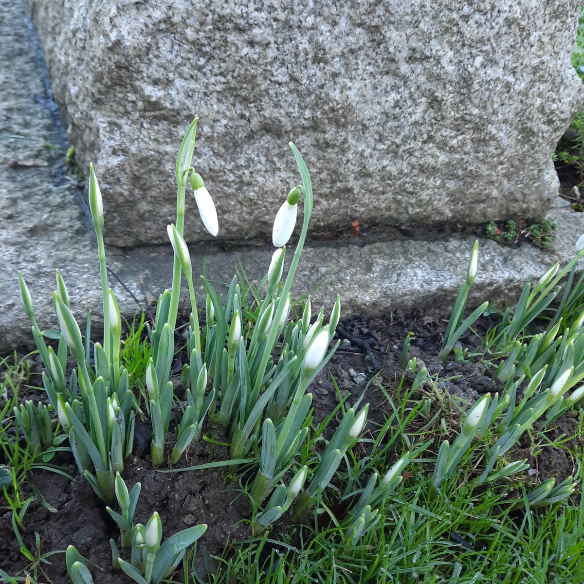 Happy New Year from positivepsychologytraining.co.uk. I saw my first #snowdrops today, a sign of new beginnings. Wishing you #happiness, health and harmony for 2025. My first weekend #course is coming up from 17-19 January at @hawkwood_cft in the Cotswolds. 
hawkwoodcollege.co.uk/our-programmes…