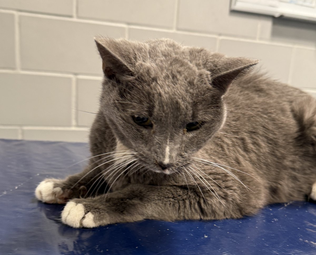 NYC's DEATH ROW CATS tweet media