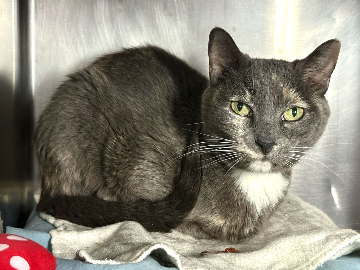NYC's DEATH ROW CATS tweet media