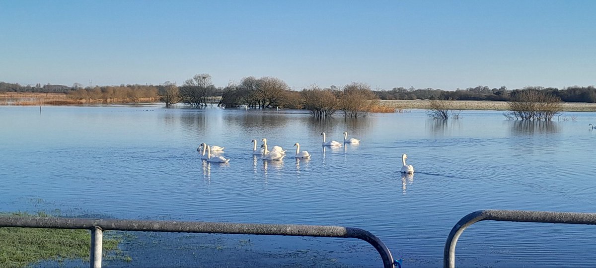 Swans on the flooded callows in Clonfert.
