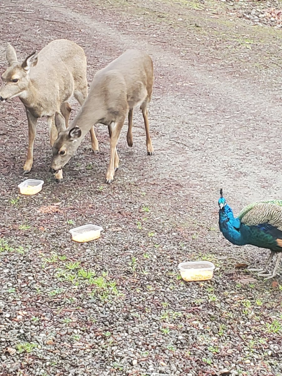 AldrichBenson's tweet photo. I've pointed out before that Michael lives near the coast in Pt Angeles, WA. He also is surrounded by wildlife.  Take this morning for instance, two baby deer and his adopted peacock eating breakfast at his front door!  Love it! #independent  #indiemusic  #wildlife https://t.co/QKe4Vn0gHY