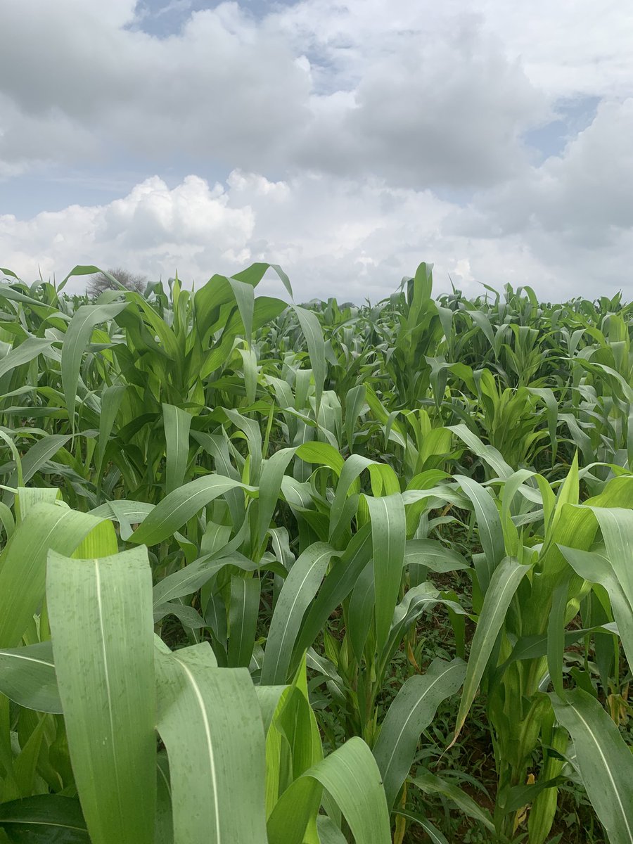 NGuchar's tweet photo. The future of farming is bright!

The future of farming is bright! This year, I'm dedicating myself to improving my agricultural skills, with a focus on sustainable and innovative practices for growing Irish potatoes and corn. Join me on this journey! https://t.co/Qa7QJnsyUL
