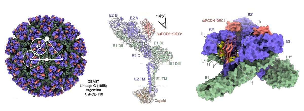 @AbrahamLabHMS (@abrahamlabhms) on Twitter photo Excited to share our <a href="/biorxivpreprint/">bioRxiv</a> led by <a href="/xiaoyi_fann/">Xiaoyi Fan</a> and <a href="/wanyuviridae/">wy</a> exploring how binding of western equine encephalitis virus (WEEV) to its cellular receptors evolved over the past century 🤩 biorxiv.org/content/10.110… <a href="/HarvardMicro/">Harvard Micro</a> Excited to share our <a href="/biorxivpreprint/">bioRxiv</a> led by <a href="/xiaoyi_fann/">Xiaoyi Fan</a> and <a href="/wanyuviridae/">wy</a> exploring how binding of western equine encephalitis virus (WEEV) to its cellular receptors evolved over the past century 🤩 biorxiv.org/content/10.110… <a href="/HarvardMicro/">Harvard Micro</a>