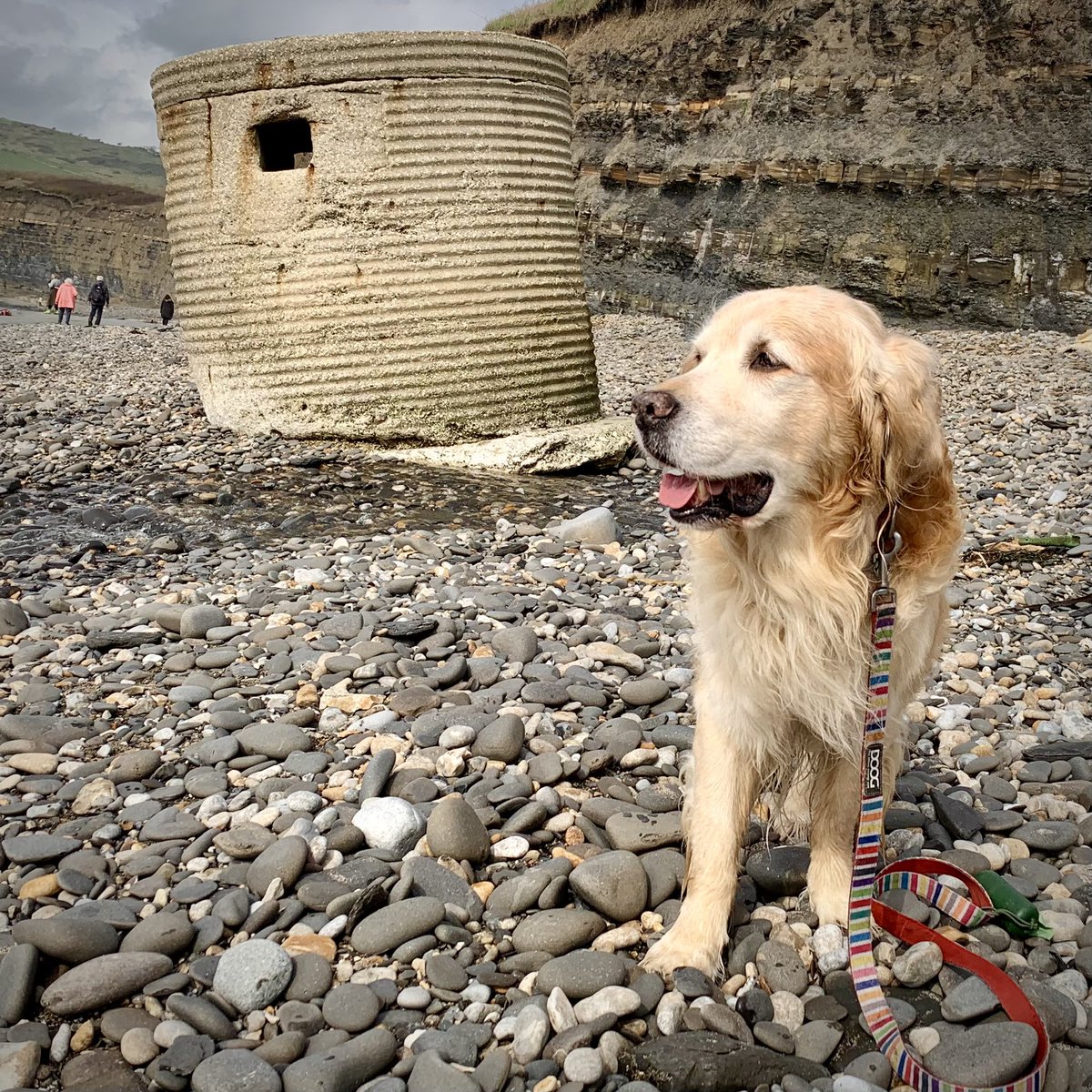 PipTheDog5's tweet image. Pip the Golden Retriever will keep them at bay!

@James1940 @WeHaveWaysPod @ww2wtg #kimmeridge