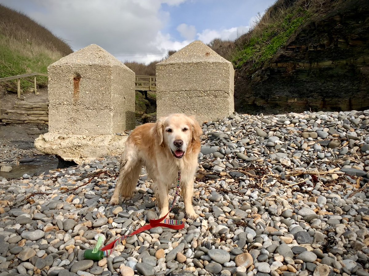 PipTheDog5's tweet image. Pip the Golden Retriever will keep them at bay!

@James1940 @WeHaveWaysPod @ww2wtg #kimmeridge