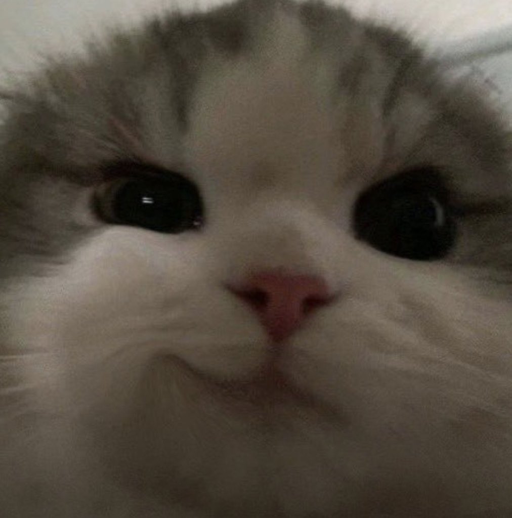 Sir Borks a Lot 👑 tweet media