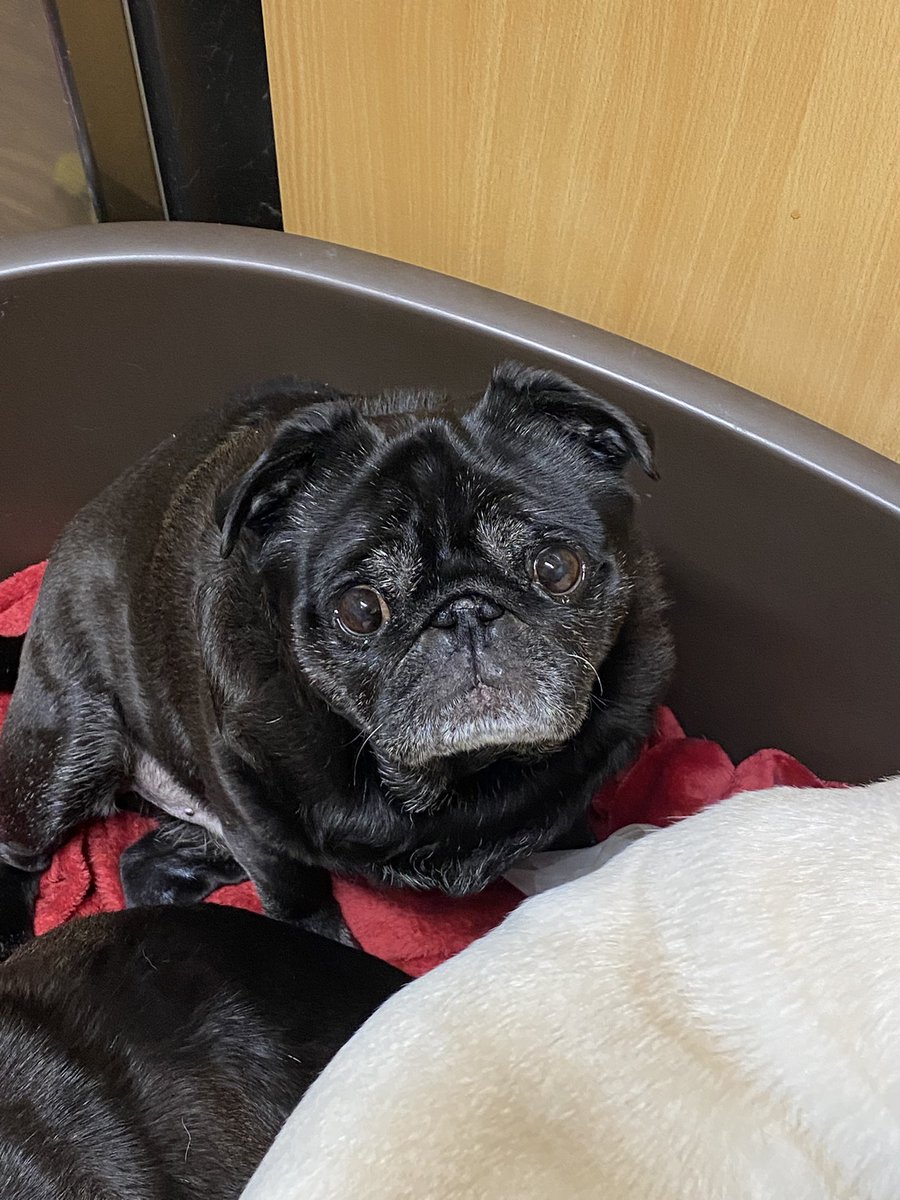 MadleeRage29's tweet image. So what Woman I ain’t denying I peed up the ironing board!!
Do you know how cold it is out there to do your business? 
#PugProblems #WINTER #Welcome2025 #NewYear #FrostyFace #WinstonWolf