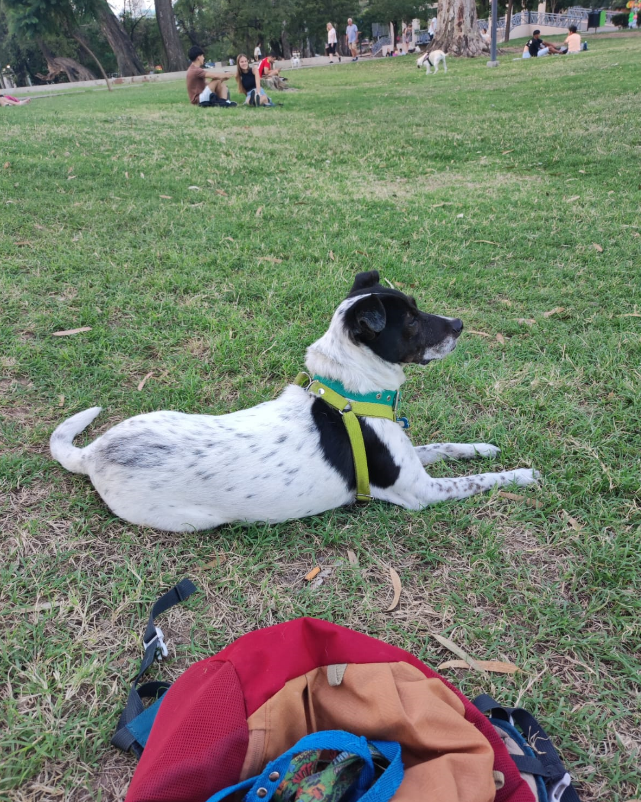 DebJavu's tweet photo. Hace más de un año que quiero contarles que tengo un perro rescatadito. Le puse un nombre que calza perfecto con él porque le da sabor a mi vida y está desde el comienzo del día: Marolio. 
@MarolioOk no me demanden... Los representa con total orgullo, se los juro. https://t.co/wxCpJio5Ut
