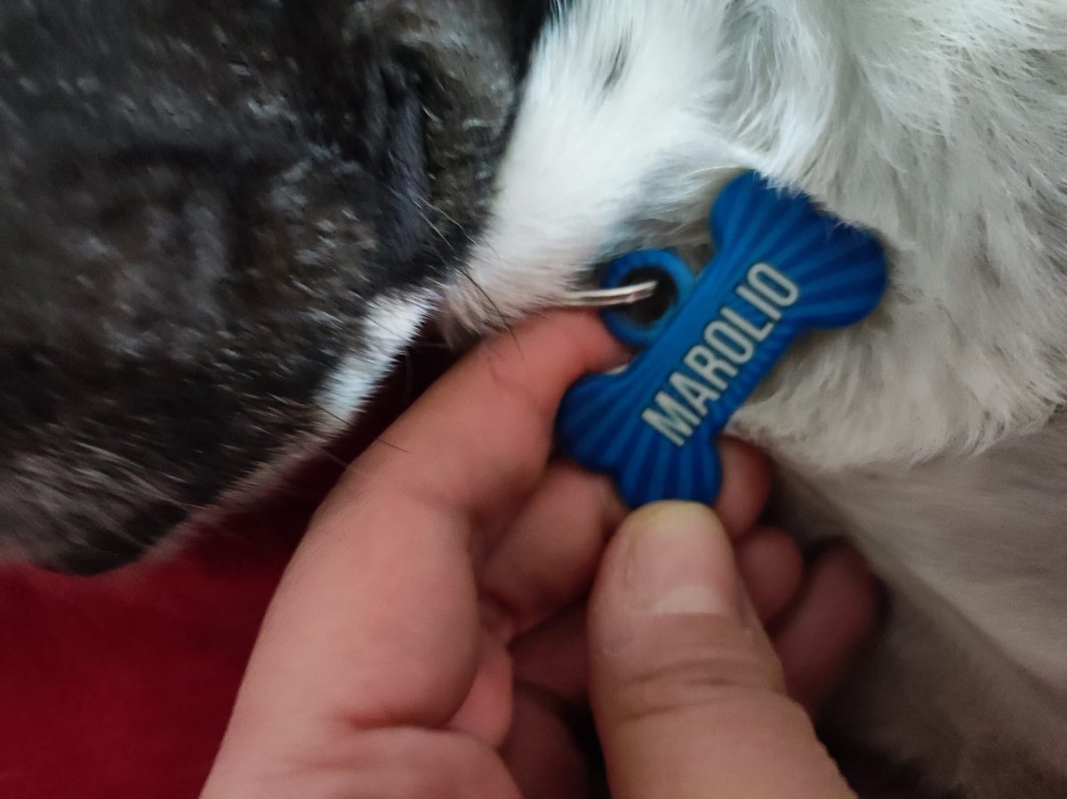 DebJavu's tweet photo. Hace más de un año que quiero contarles que tengo un perro rescatadito. Le puse un nombre que calza perfecto con él porque le da sabor a mi vida y está desde el comienzo del día: Marolio. 
@MarolioOk no me demanden... Los representa con total orgullo, se los juro. https://t.co/wxCpJio5Ut