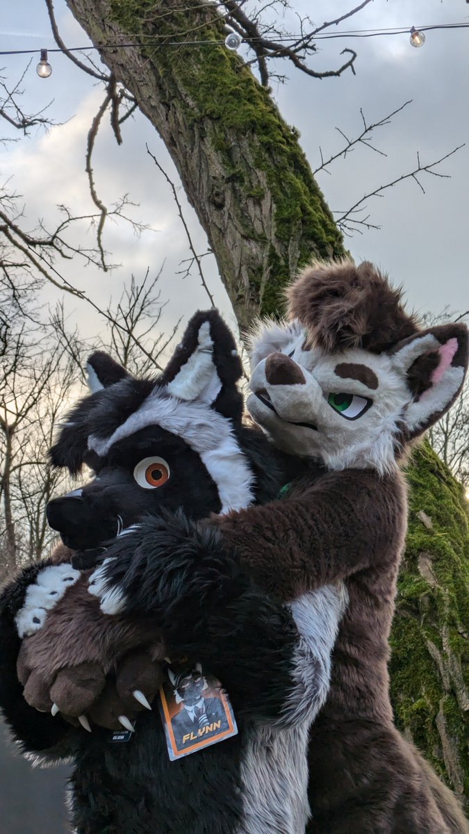 Its #FursuitFriday 💚

🐺: <a href="/quodlupusdei/">_ QuodLupusDei</a> 
📍: #SFJ2024
📸: © Leu Morahni