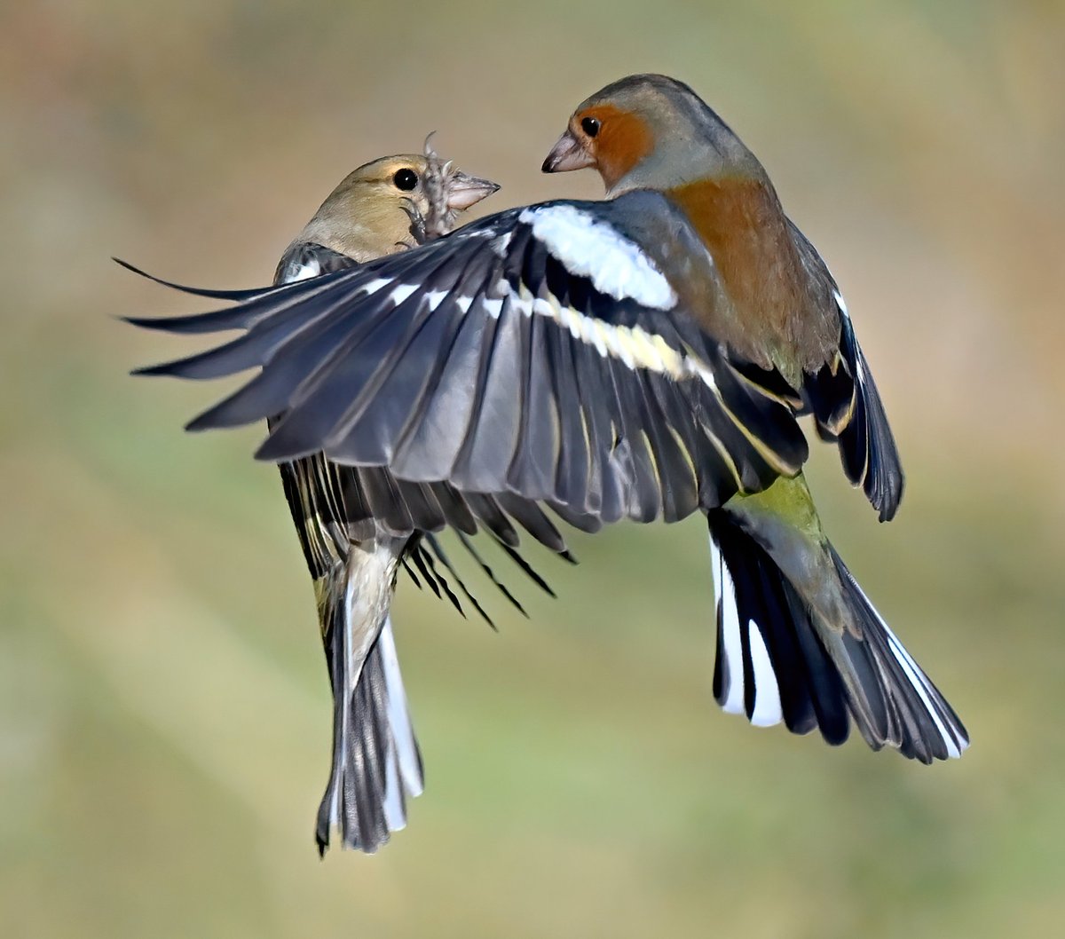 Carl Bovis tweet media