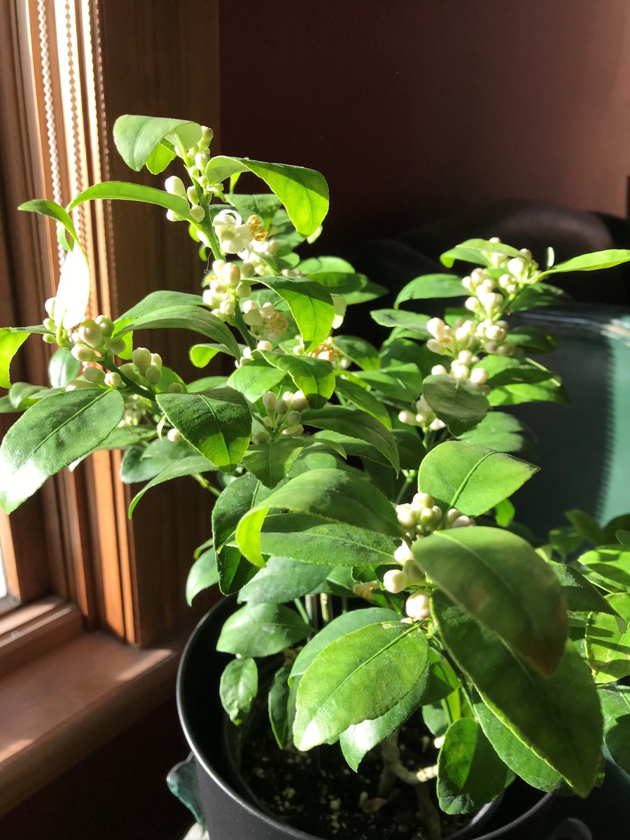 My lime tree is ready to bloom!
Are you growing any indoor tropicals?