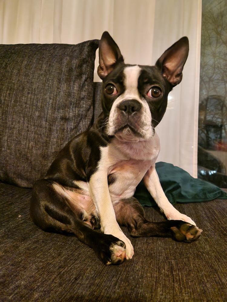 Boston Terrier World tweet media