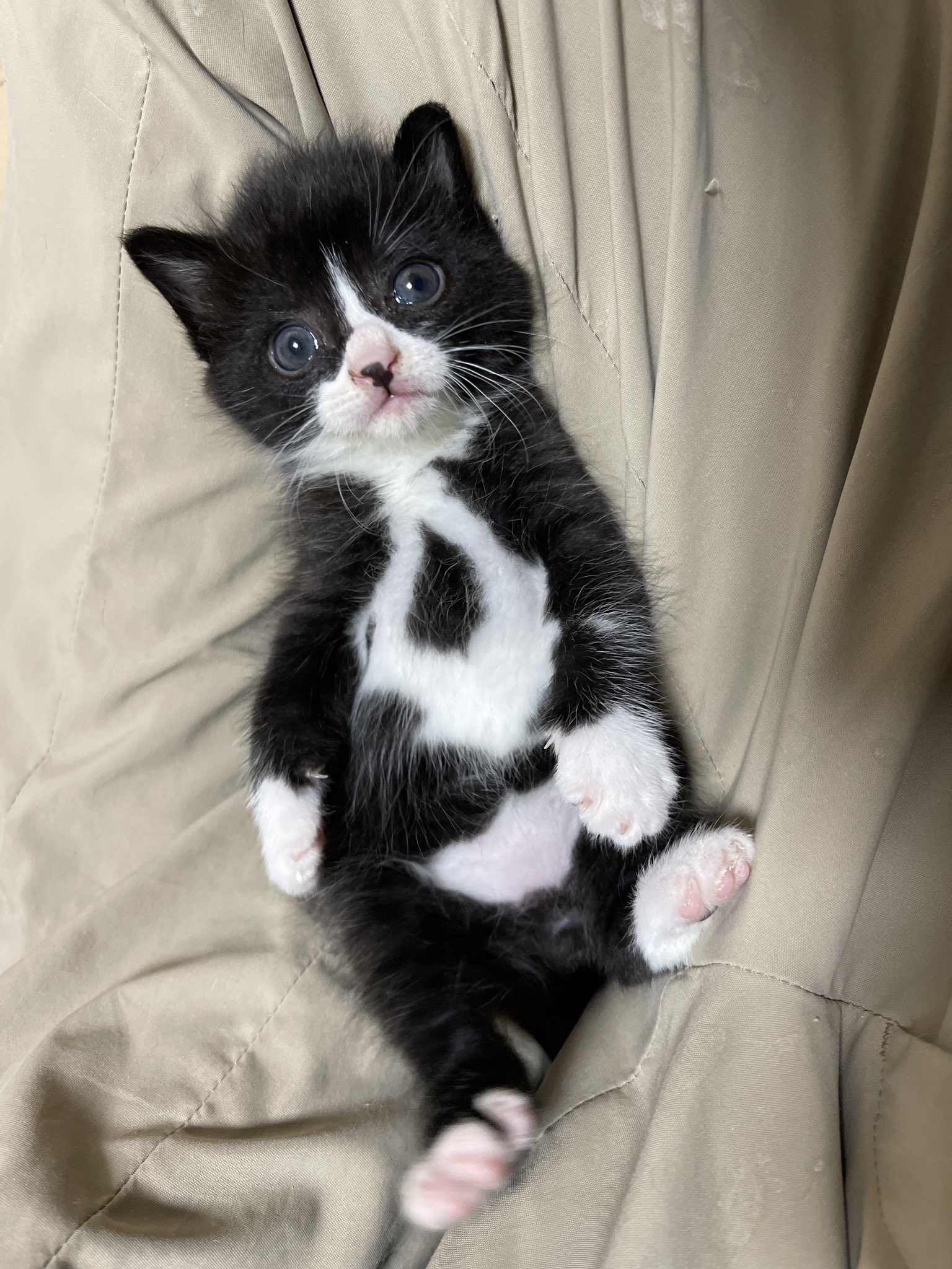 猫整体 キュベレイ on X: 